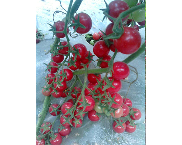 �������t���N��-��ؐ��-���N�I(y��)