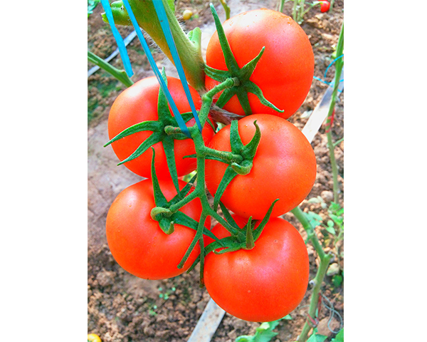 ���t���N��-�t�@-���N�I(y��)