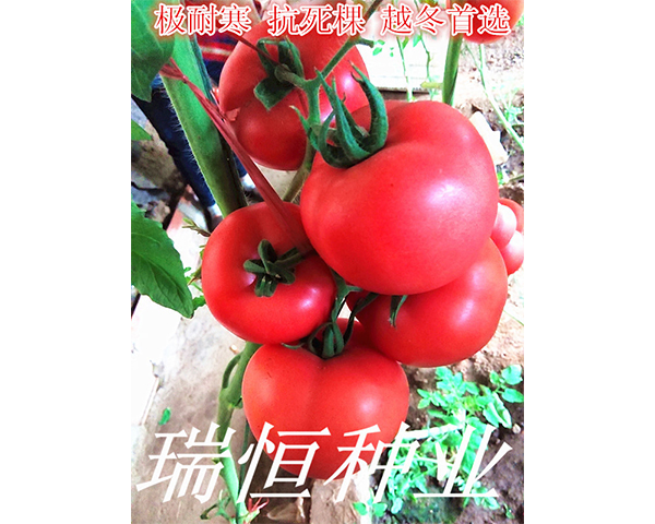 ���t���N��-���118-���N�I(y��)