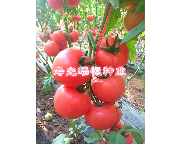 ���t���N��-���102-���N�I(y��)